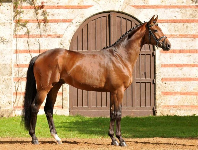 Вестфальская порода лошадей: описание,история, фото и видео, характеристики