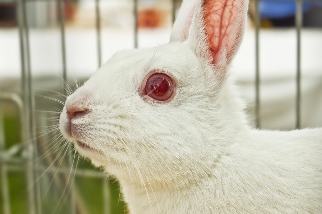 Все болезни, поражающие глаза кроликов