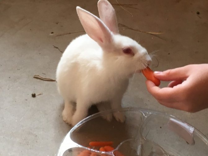 Чем кормить кроликов