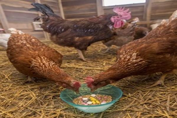 Антибиотики для цыплят и кур-несушек, для птиц широкого спектра действия, дозировка левомицетин, цефтриаксон, тетрациклин для профилактики