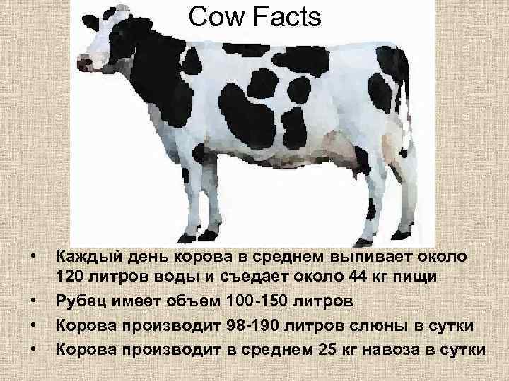 Сколько сена нужно корове на зиму: разъясняем подробно