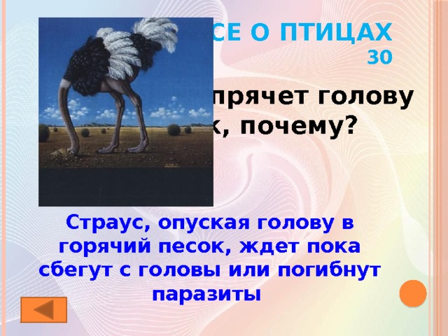 Почему и зачем страусы прячут свою голову в песок?