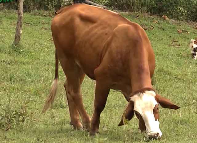 Применение эстрофана для коров