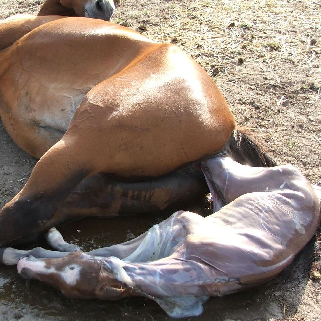 Выжеребка у лошаде: роды, осложнения, после родовой уход