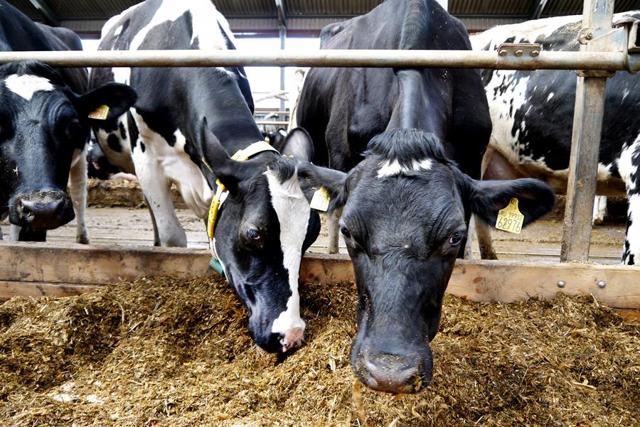 Корова задерживает молоко: причины задержки у крс