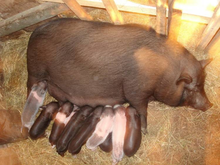 Вьетнамские свиньи разведение уход питание