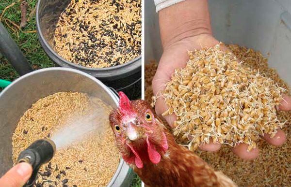 Проращивание зерна пшеницы для кур-несушек зимой: как быстро и правильно