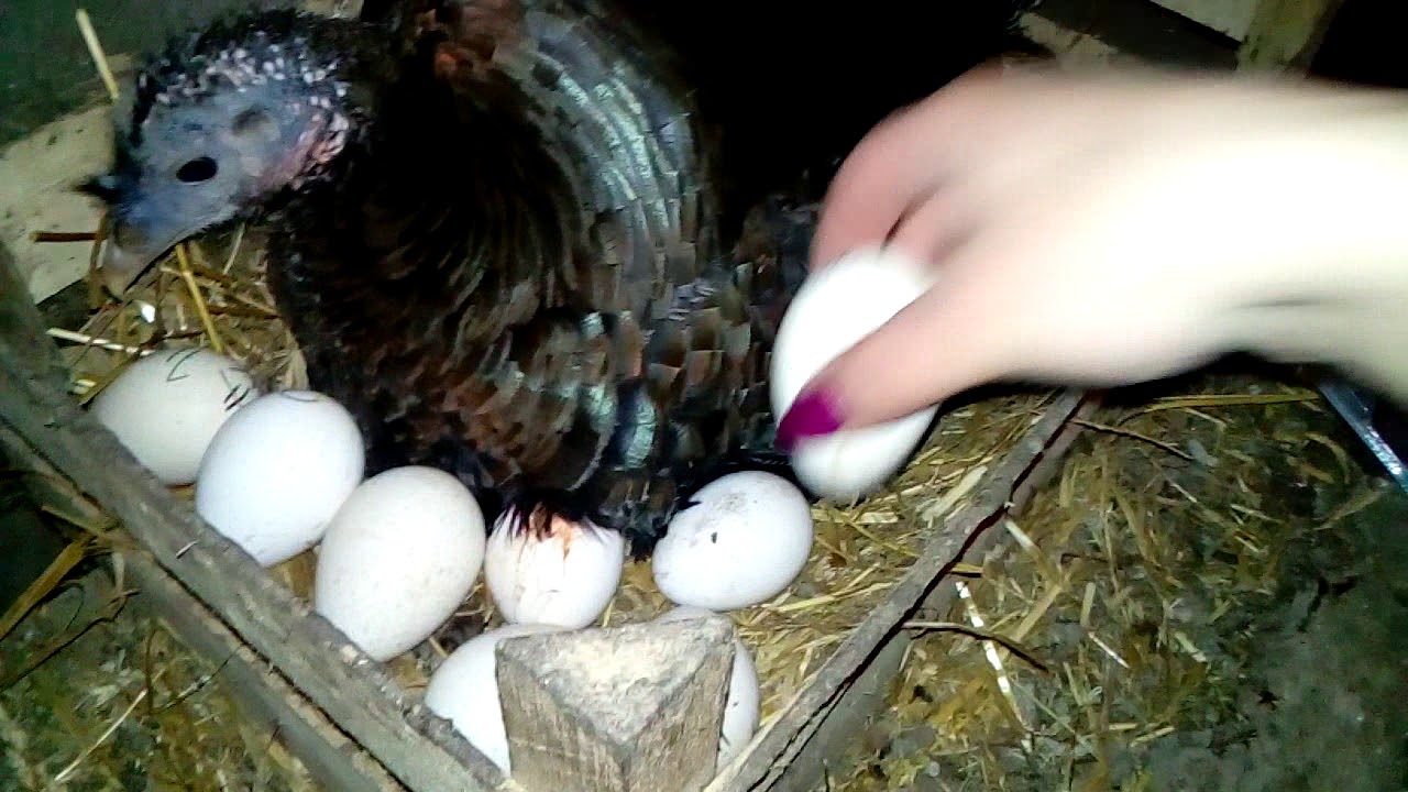 Когда начинают нестись индоутки в домашних условиях: как утку посадить на яйца