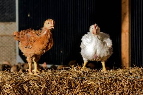 Порода кур редбро характеристика описание условия для содержания курицы и цыплят кормление и уход
