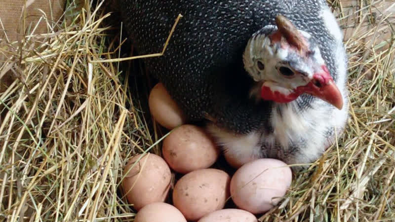 Сколько дней высиживает яйца цесарка: почему могут быть проблемы