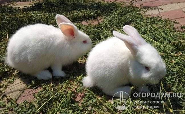 Кролики новозеландской породы: описание, содержание, фото