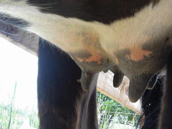 Бородавки у коровы на вымени (папилломы) — причины, лечение и профилактика