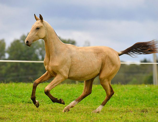 Ахалтекинская порода лошадей: экстреьер, масти, содержание и уход