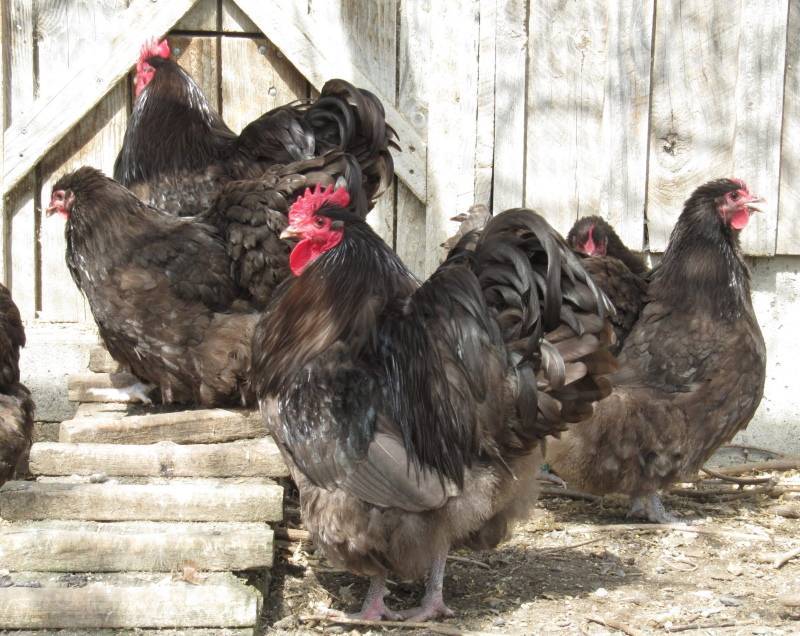 Цыплята кохинхин: фото, особенности породы, каким должен быть вес месячного птенца и что известно о выращивании?