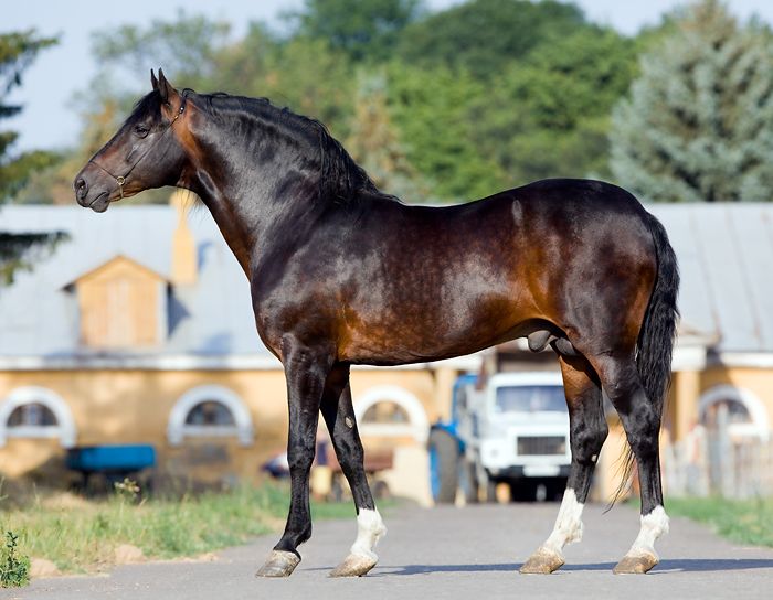 Гнедая лошадь: рыжая или коричневая, особенности и характеристика масти