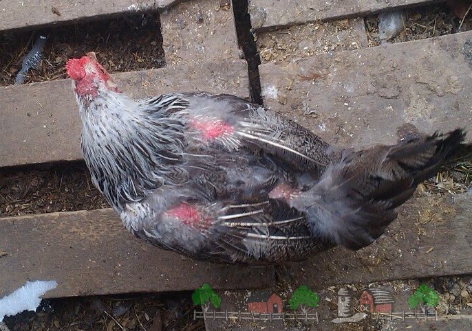 Почему курица постоянно сидит в гнезде, но не несется и что с этим делать? причины и способы улучшения яйценоскости