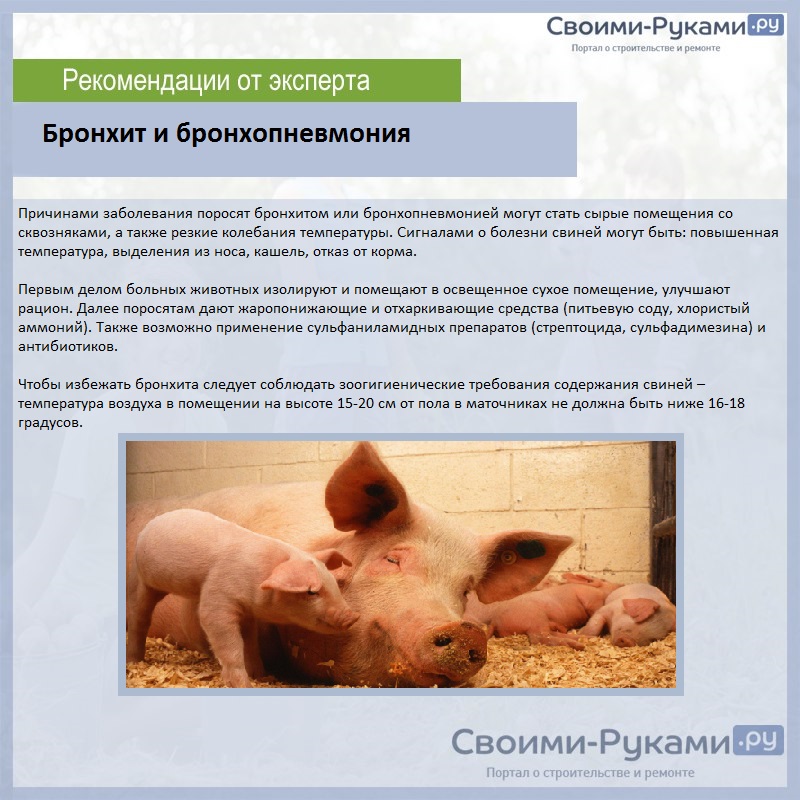 Болезни свиней: симптомы, лечение, профилактика