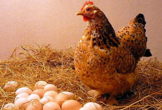Несут ли бройлеры яйца в домашних условиях