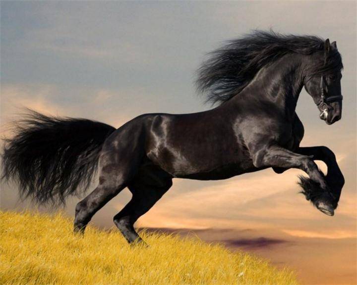 Самые дорогие породы лошадей в мире – список, стоимость, фото и видео  - «как и почему»