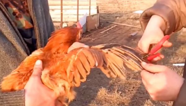 Как обрезать крылья у кур | своими руками – как сделать самому