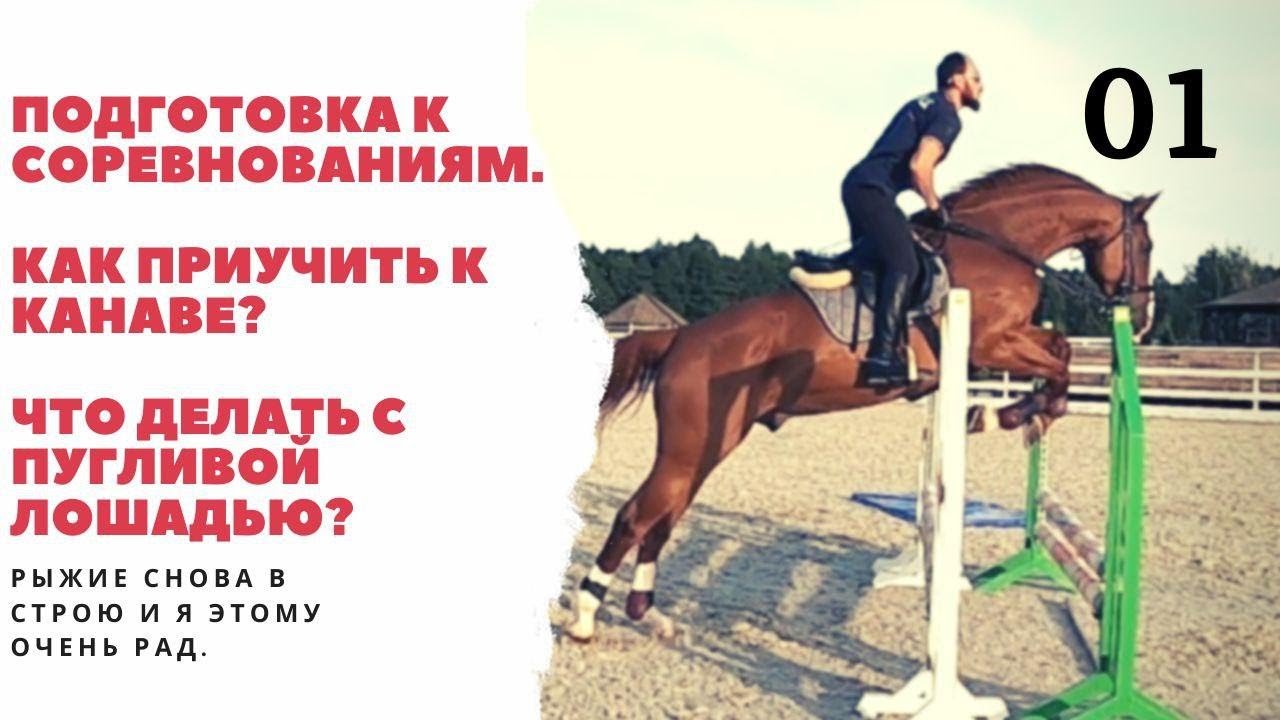 ✅ о психологии лошадей: как научить коня доверию и приучить к дресировке - tehnomir32.ru