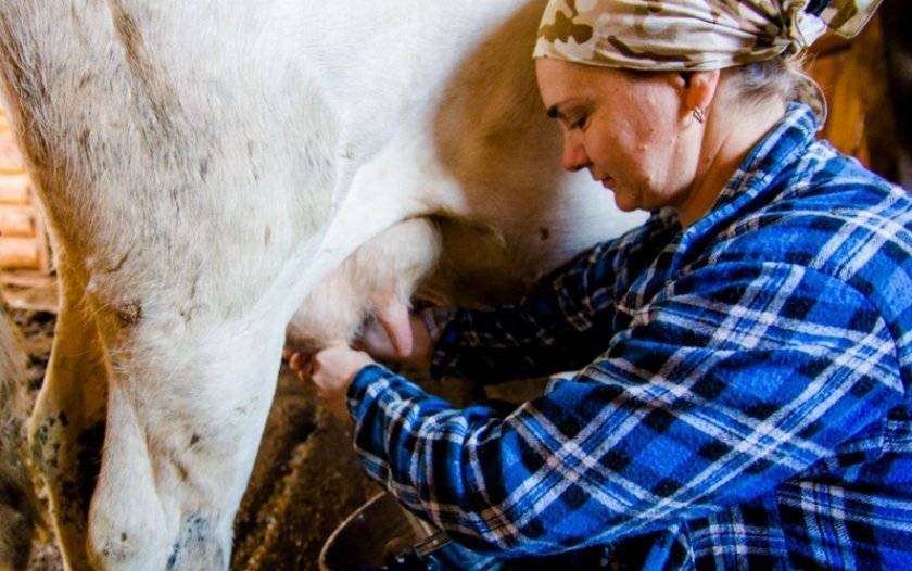 Корова резко сбавила молоко: причины, что делать