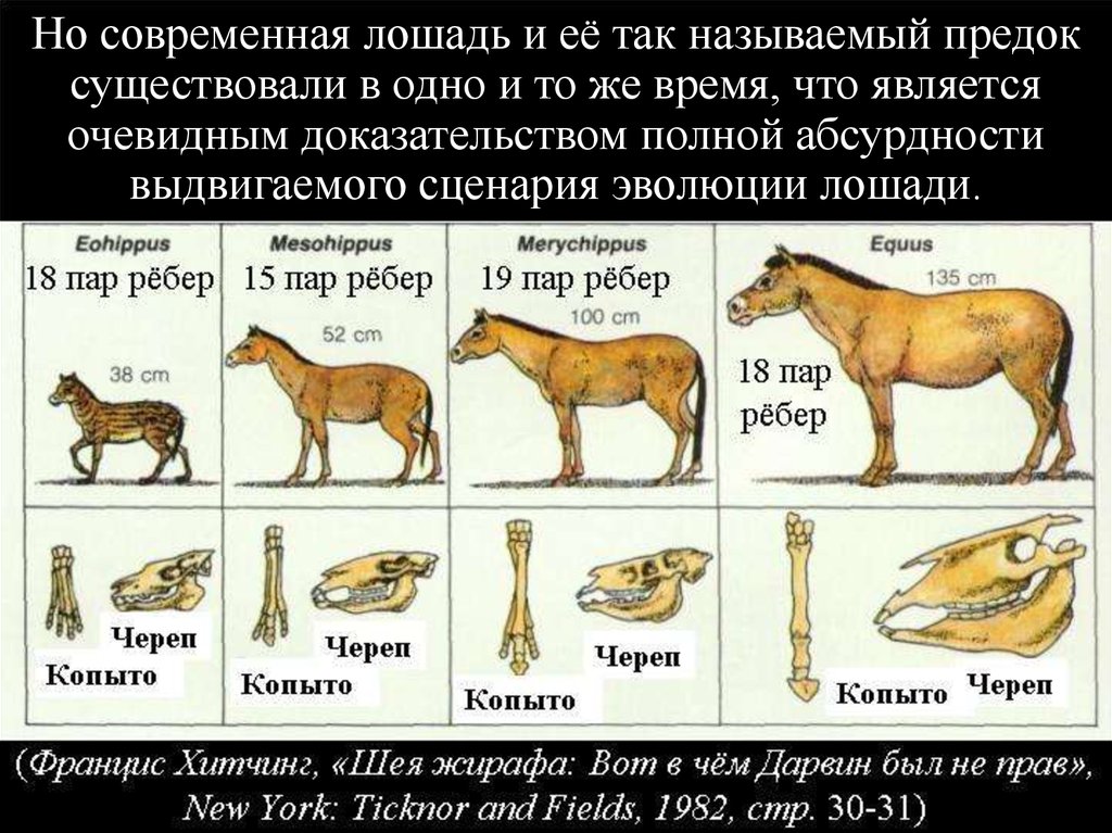 Все о науке о лошадях: изучение истории эволюции лошадей, откуда они появились