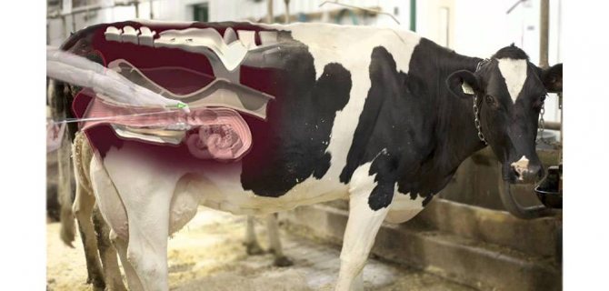Спаривание у коров. процесс оплодотворения, и все нюансы случки коровы и быка