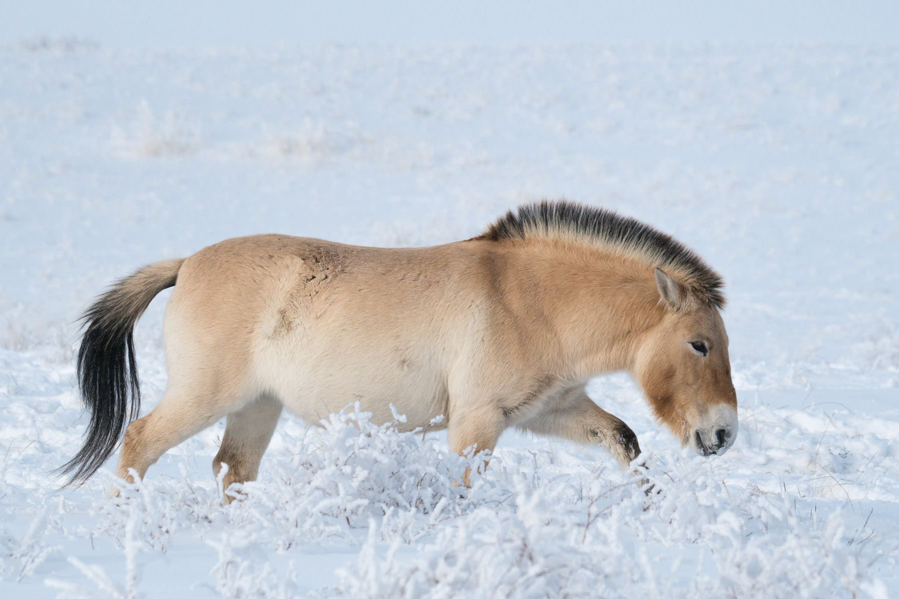 Лошадь пржевальского: описание породы, места обитания