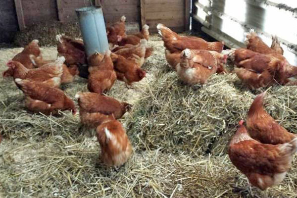 Куры породы редбро (21 фото): описание взрослых кур и цыплят. особенности выращивания бройлеров в домашних условиях