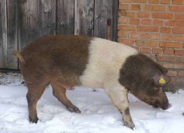 Породы свиней для домашнего разведения - лучшие мясные и сальные породы