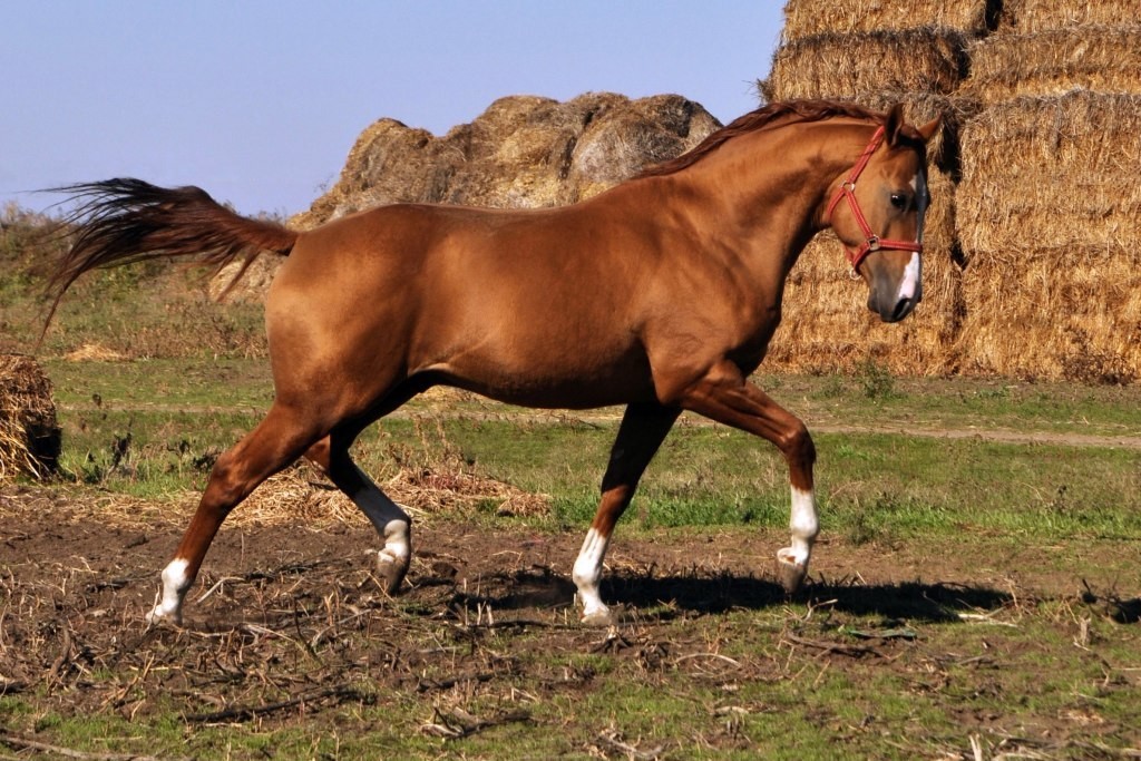 Будённовская лошадь: характеристика породы, фото