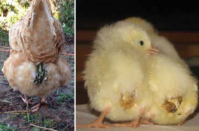 Расклев (каннибализм) у цыплят — симптомы и лечение