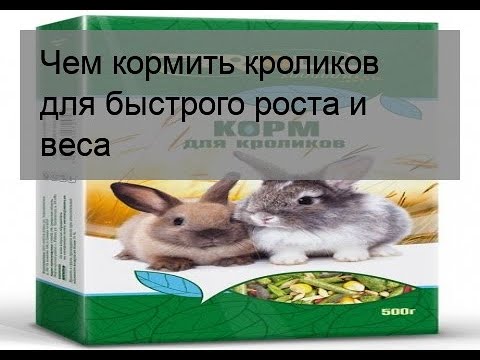 Чем лучше кормить кроликов для быстрого набора веса?