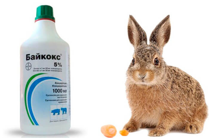 Байкокс для кроликов - от чего он нужен, инструкция применения
