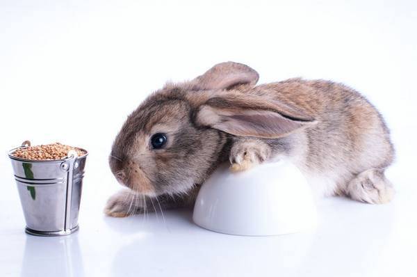 Можно ли кроликам отруби: в чём польза, как их давать