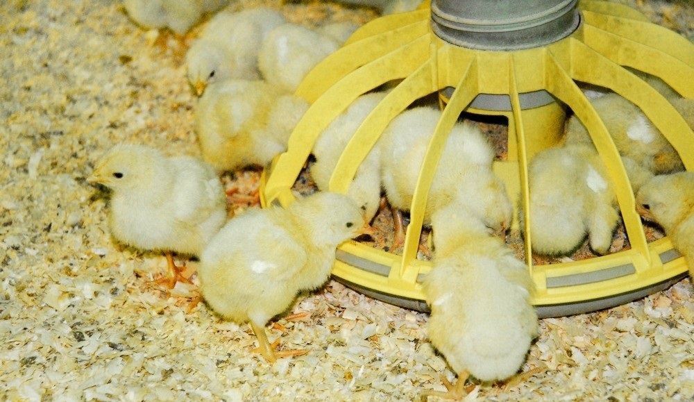 Чем кормить суточных цыплят в домашних условиях