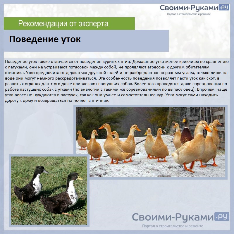 Башкирские цветные утки — идеальное сочетание яйценоскости и мясных качеств