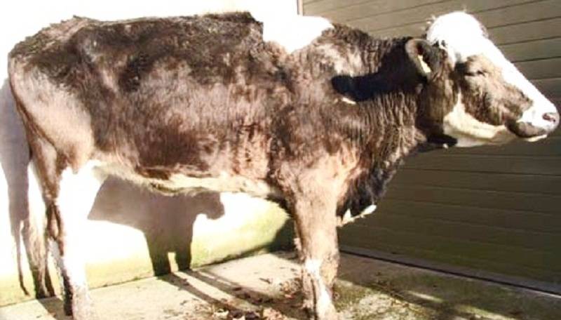 Лейкоз у коров: разрешается ли пить молоко и как вылечить животное