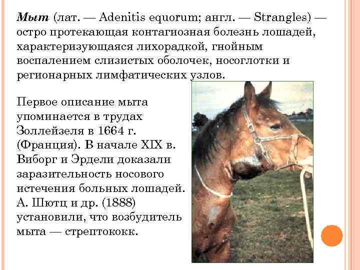 Болезни лошадей и их лечение