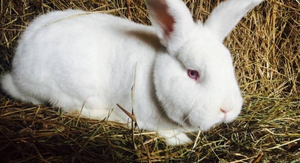 Новозеландский кролик, красные и белые подвиды, особенности в содержании и уходе