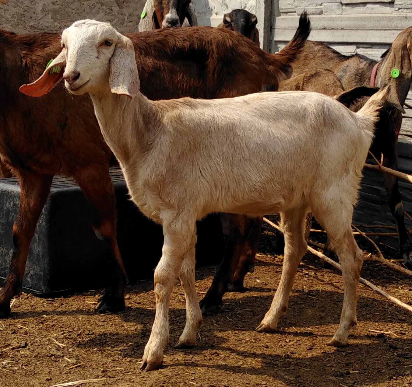Англо-нубийские козы: особенности разведения и содержания породы