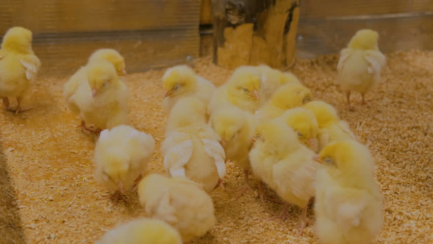 Когда цыплятам можно давать цельное зерно?