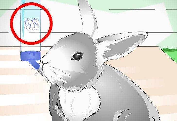 Как спасать кролика от жары: как переносят и могут ли умереть, как охладить
