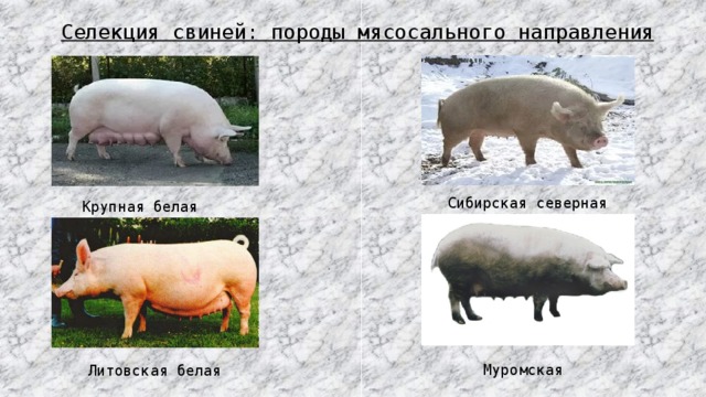 Мясные породы свиней (31 фото): поросят какой породы можно выращивать на мясо в домашних условиях в россии?
