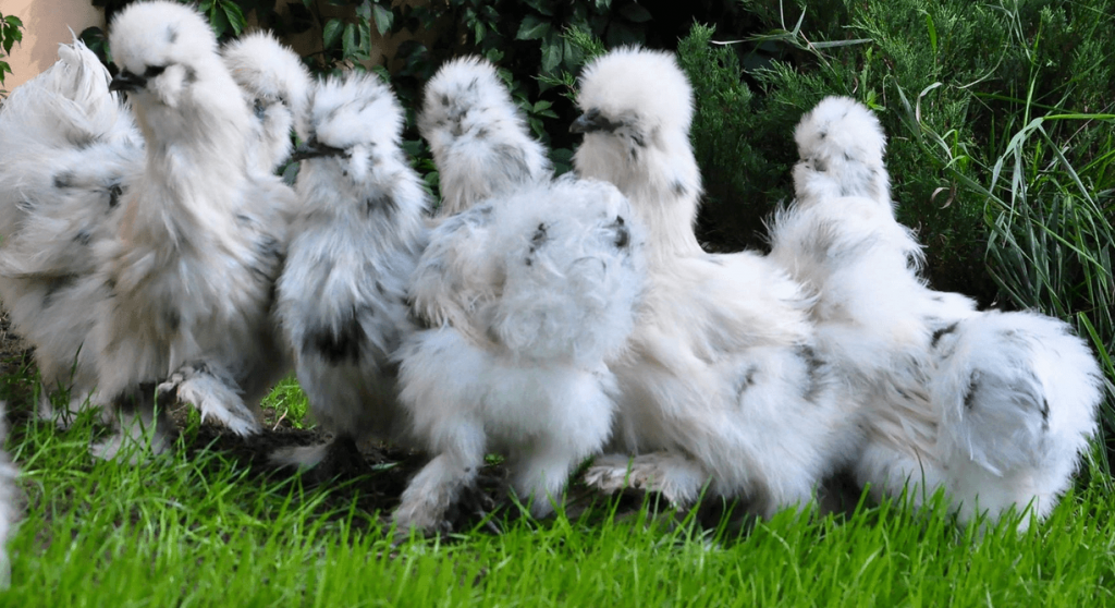 Китайская шелковая курица: особенности содержания и ухода