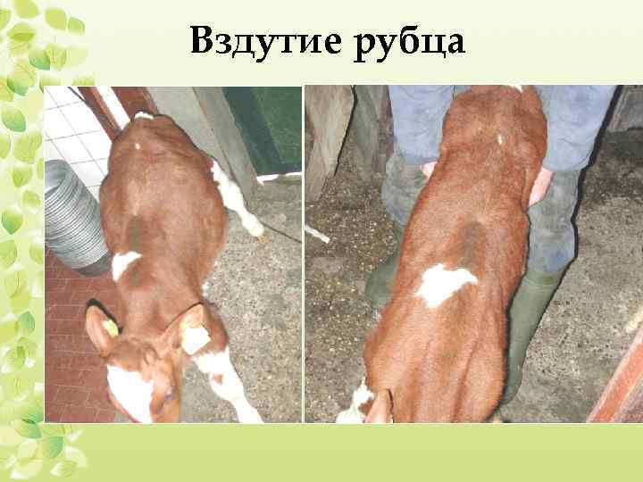Тимпания рубца у коровы: лечение, что делать