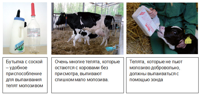 ᐉ кормление телят до 3 месяцев: рацион питания - zooon.ru
