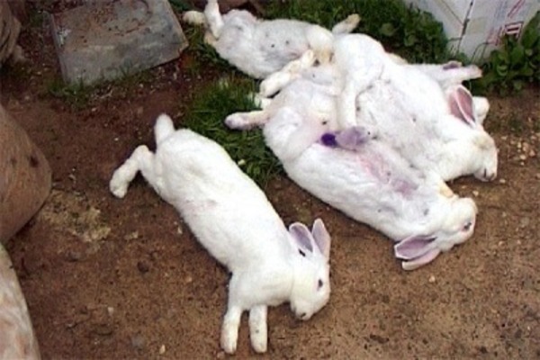 Почему дохнут кролики один за другим: что делать