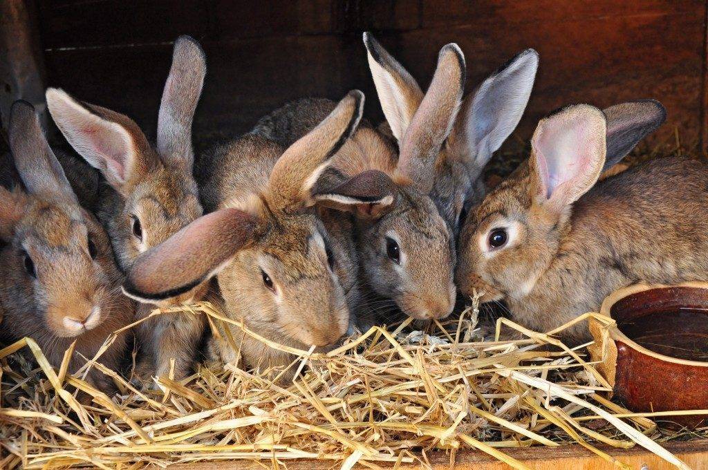 Кормление кроликов в домашних условиях